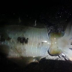 釣ブームらしいですね